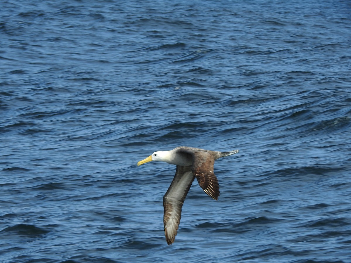 Waved Albatross - ML643096840
