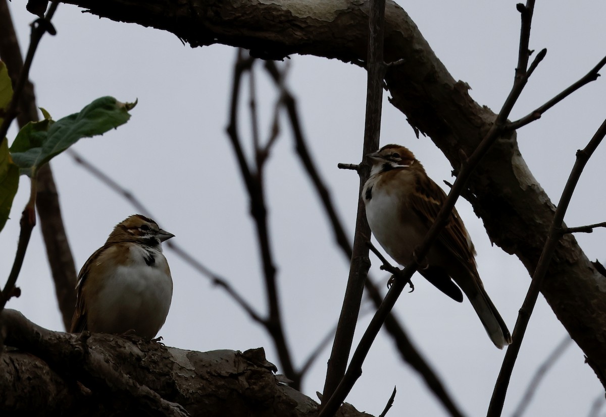 Lark Sparrow - ML643096842