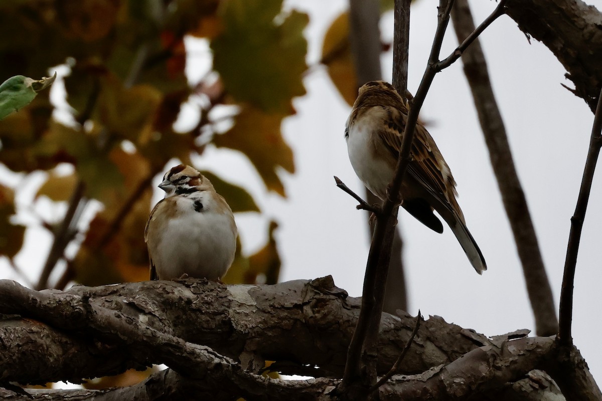 Lark Sparrow - ML643096843