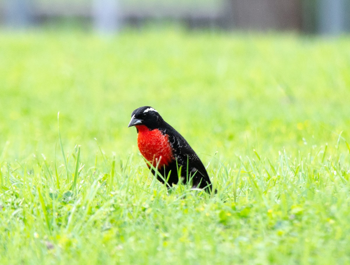 White-browed Meadowlark - ML643096845