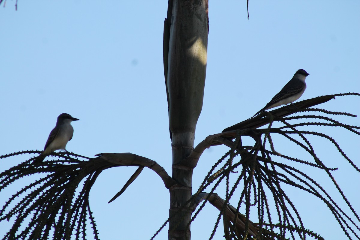 Gray Kingbird - ML643096857