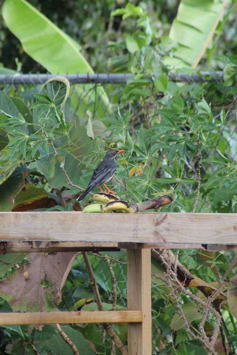 Eastern Red-legged Thrush - ML643096876