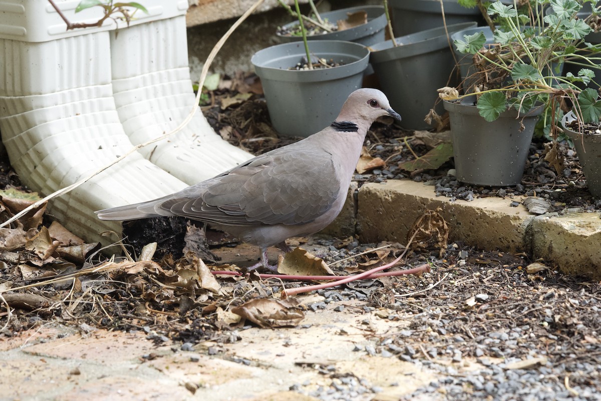 Red-eyed Dove - ML643096904