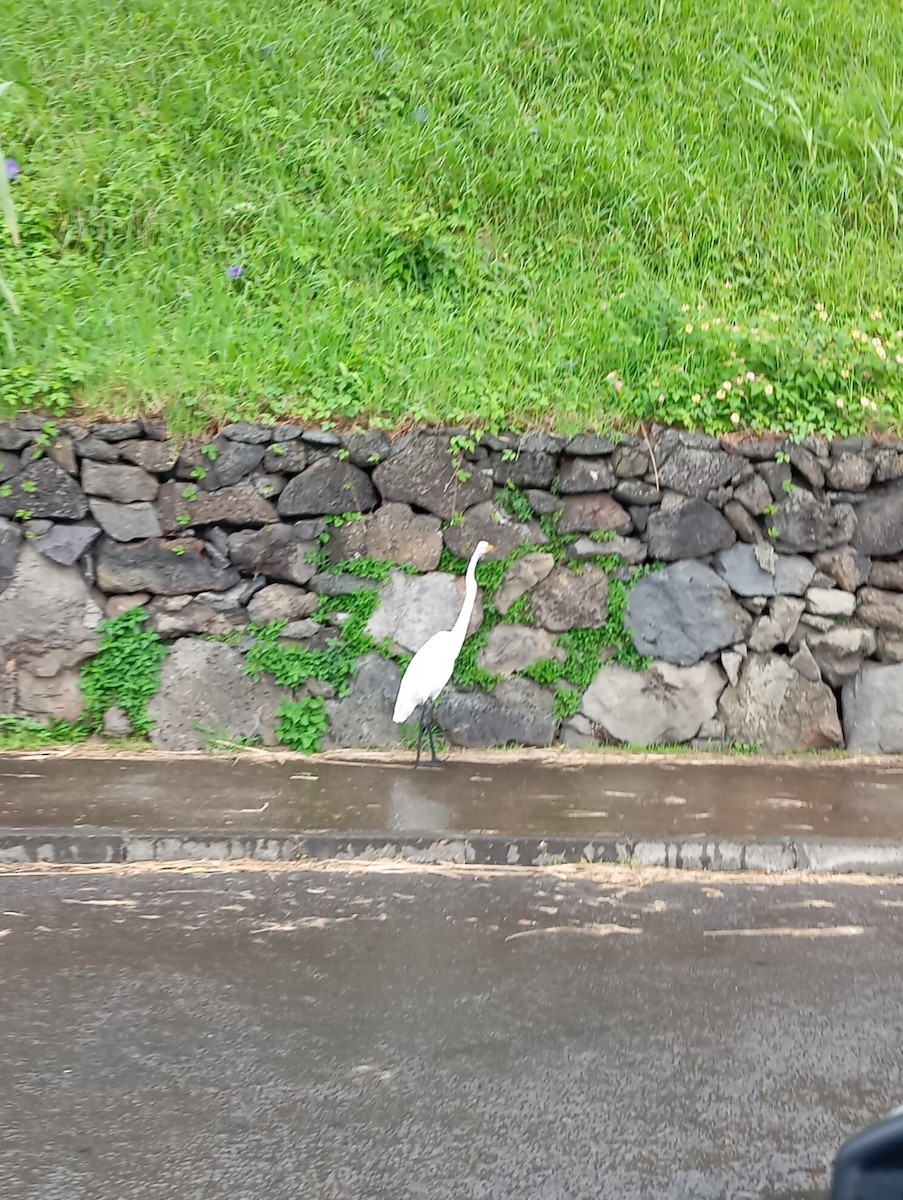 Airone bianco maggiore - ML643096981