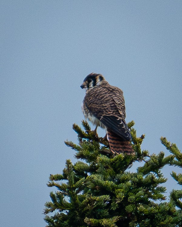 American Kestrel - ML643097081