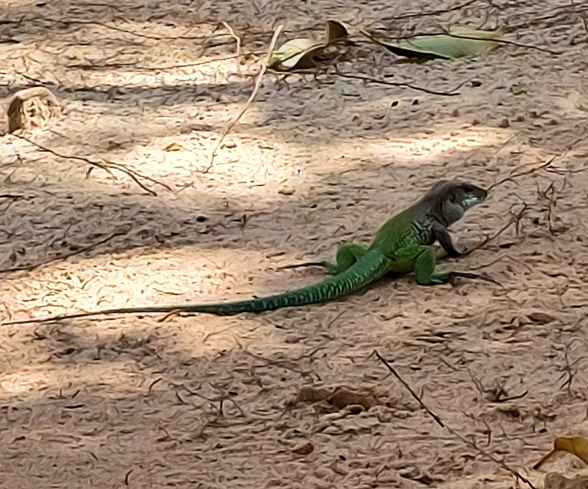 動物界 - ML643097112