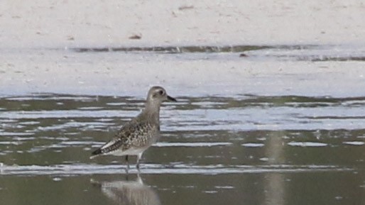 Black-bellied Plover - ML643097219