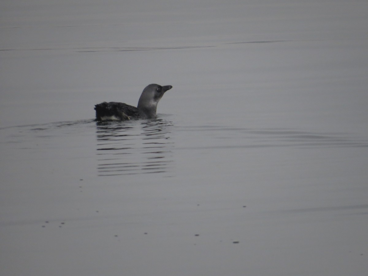 African Penguin - ML643097233