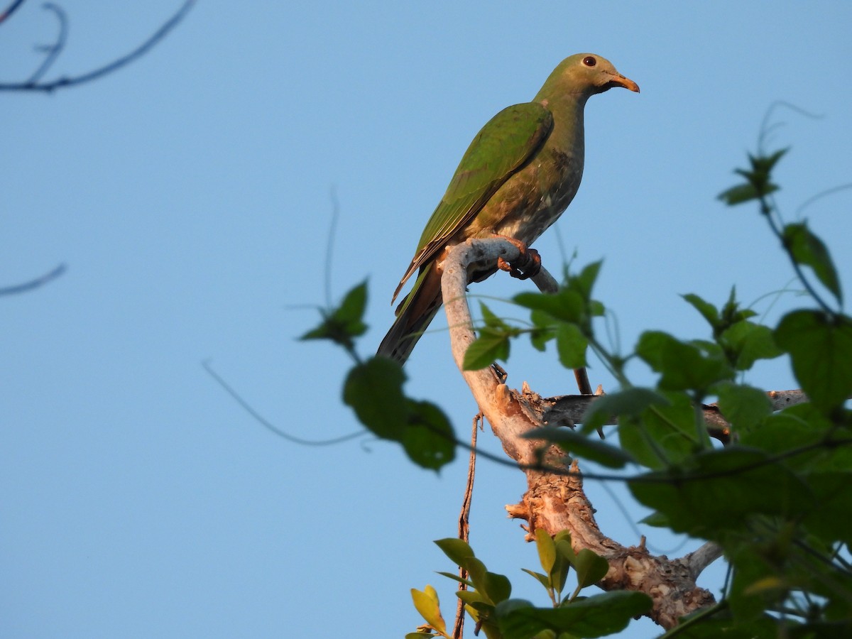 Black-chinned Fruit-Dove - ML643097259
