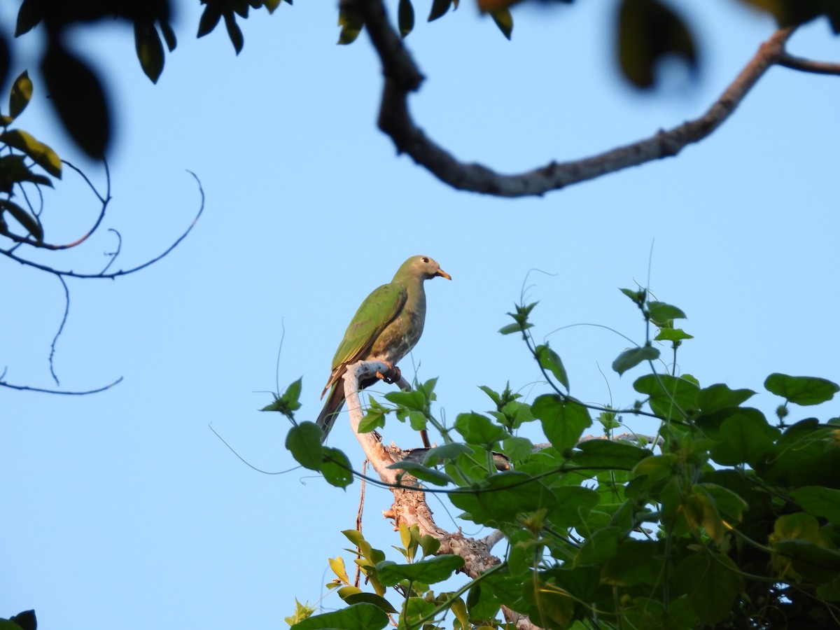 Black-chinned Fruit-Dove - ML643097260