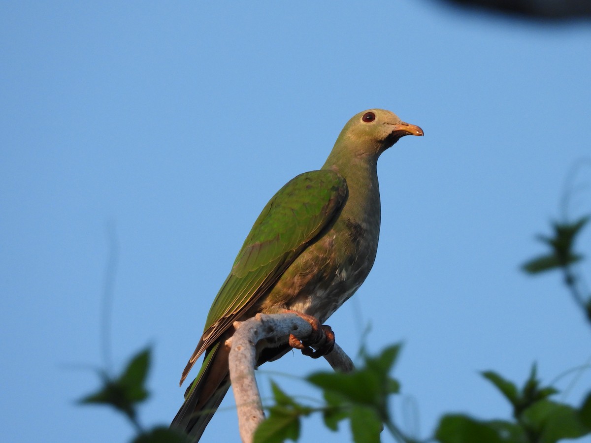 Black-chinned Fruit-Dove - ML643097262