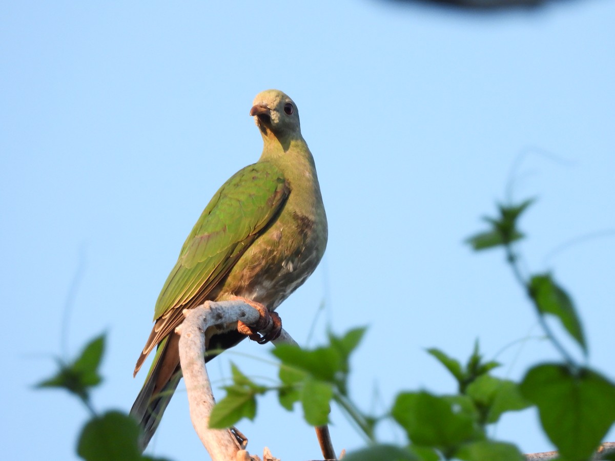 Black-chinned Fruit-Dove - ML643097263