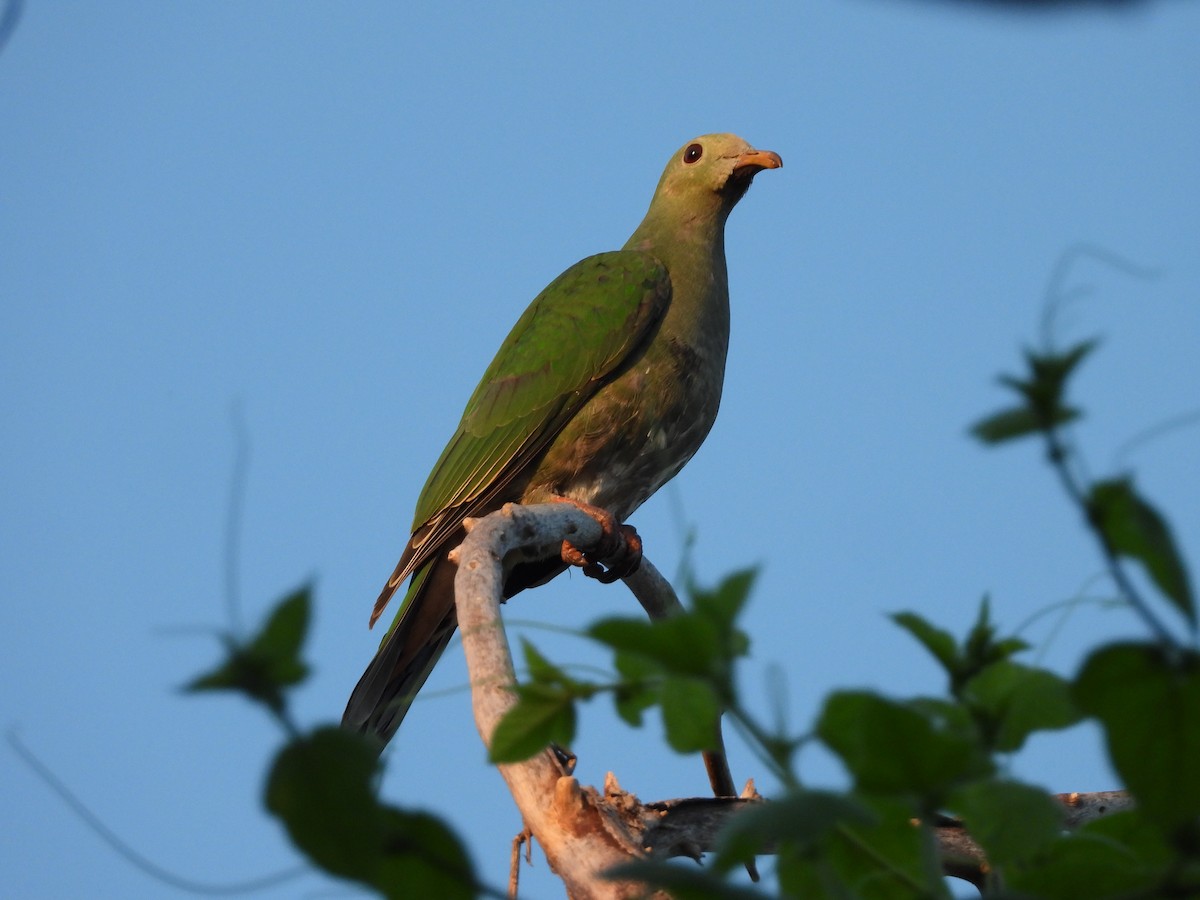Black-chinned Fruit-Dove - ML643097264