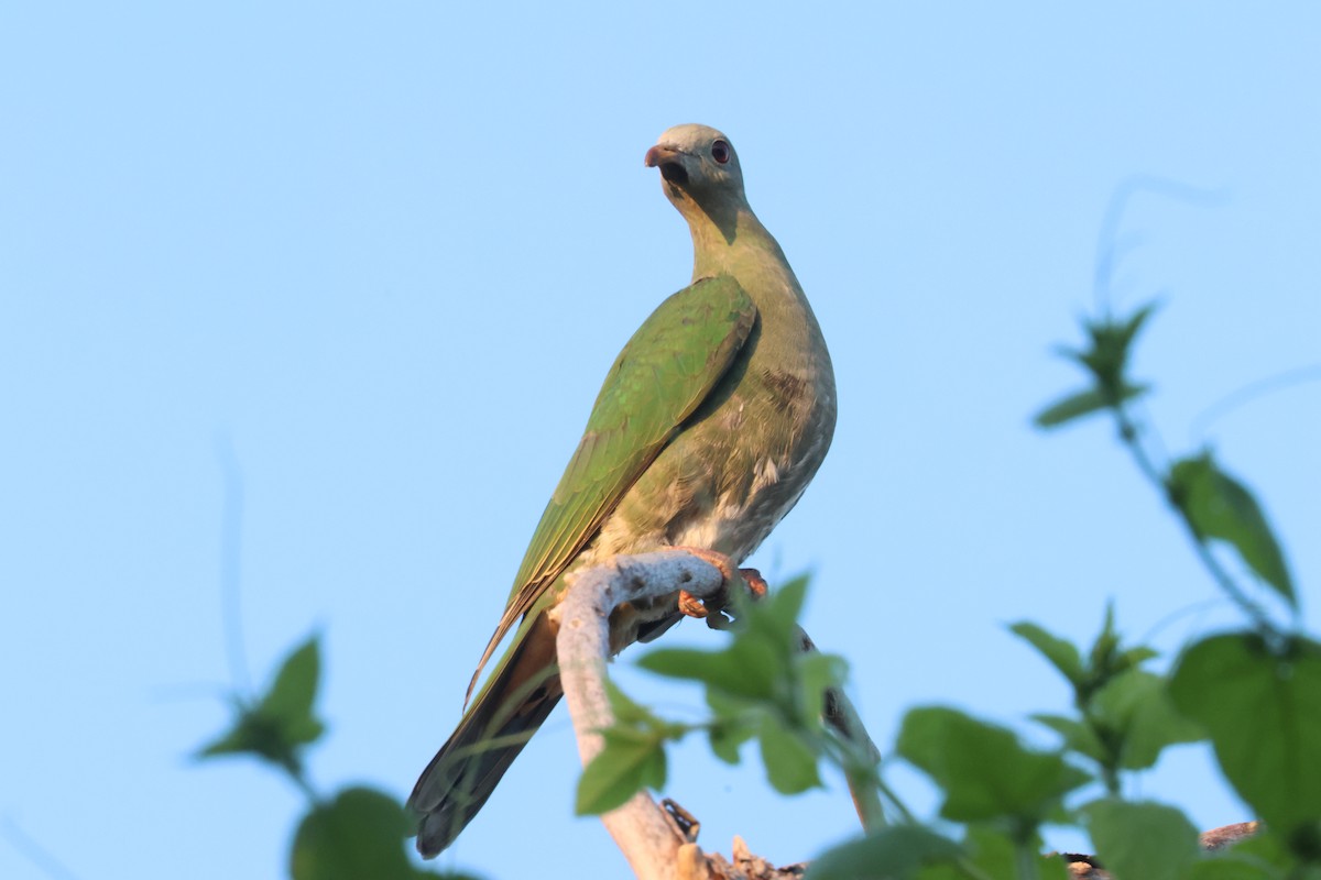 Black-chinned Fruit-Dove - ML643097265