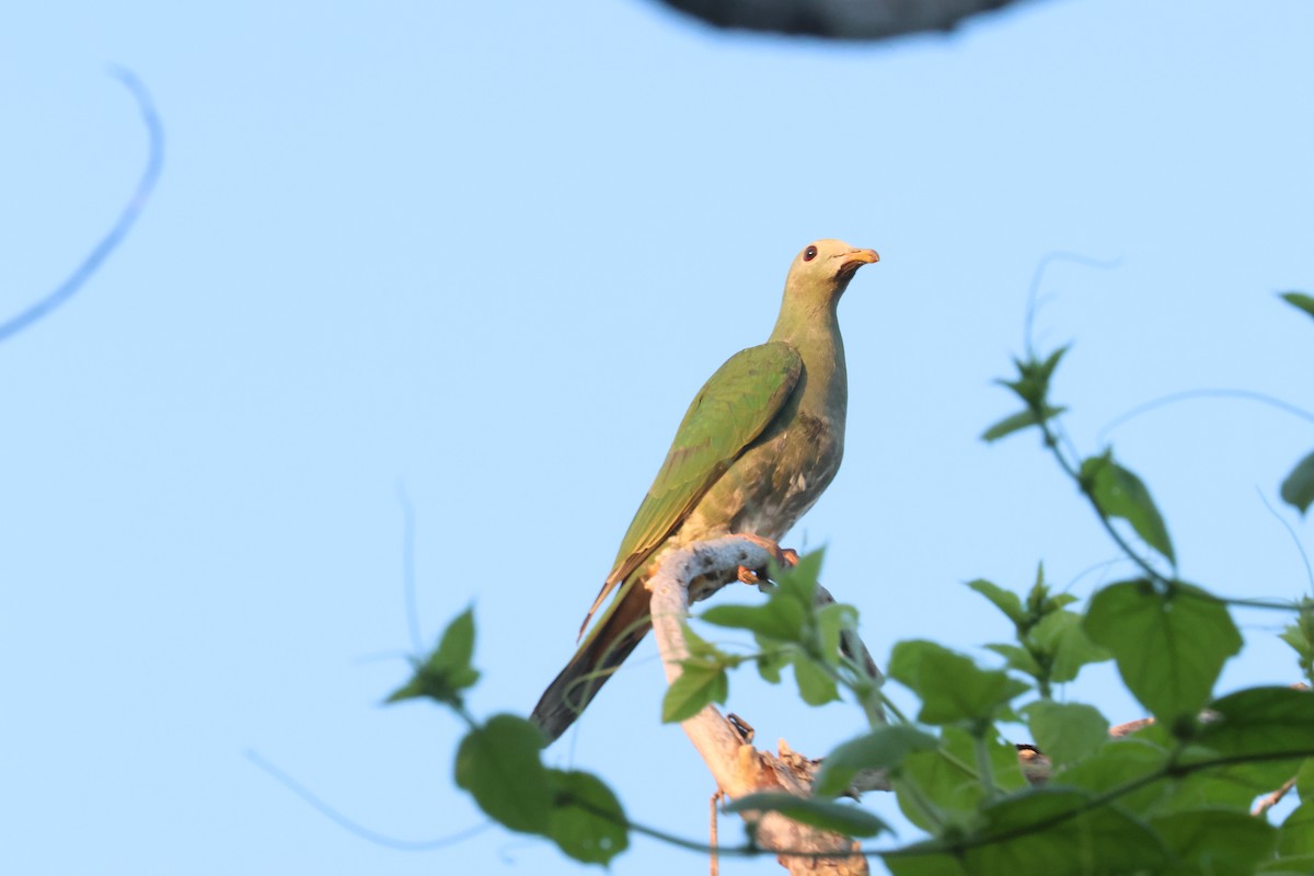 Black-chinned Fruit-Dove - ML643097266