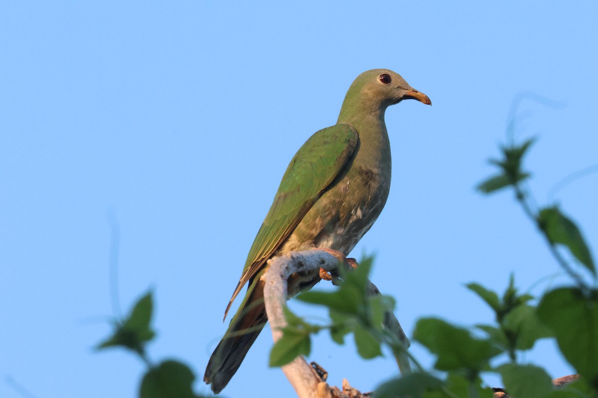 Black-chinned Fruit-Dove - ML643097267