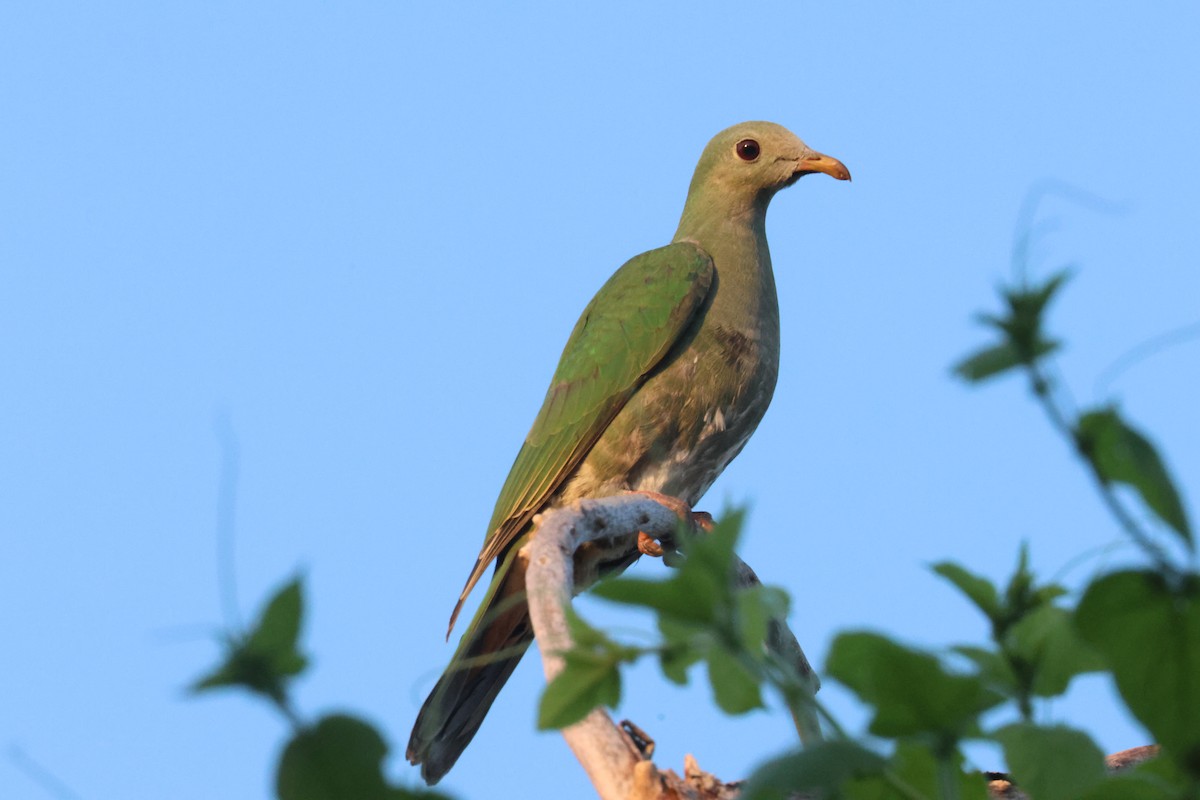 Black-chinned Fruit-Dove - ML643097268