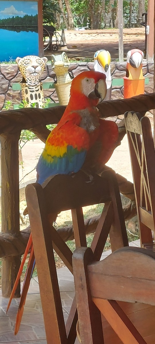 緋紅金剛鸚鵡 - ML643097309