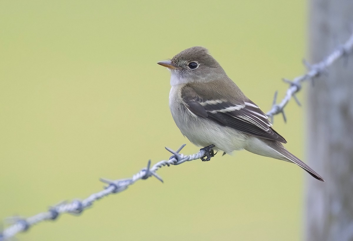 Alder Flycatcher - ML643097320