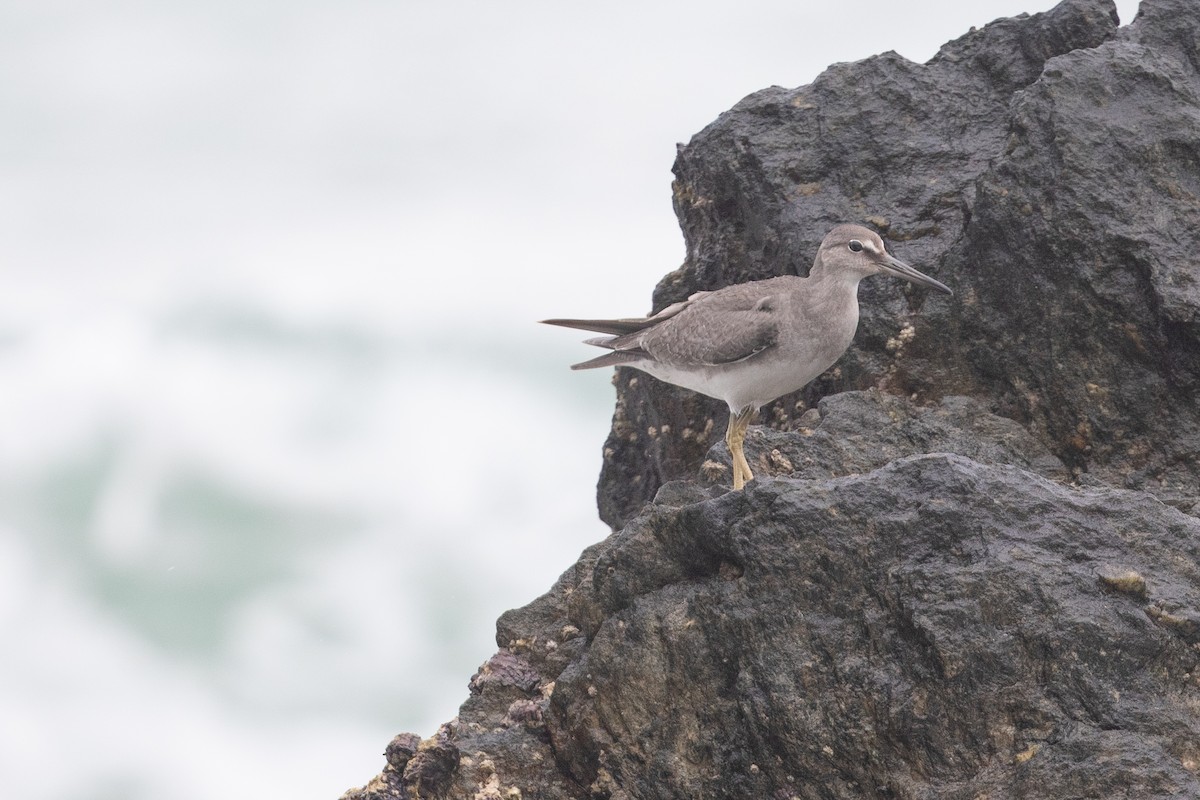 Wandering Tattler - ML643097331