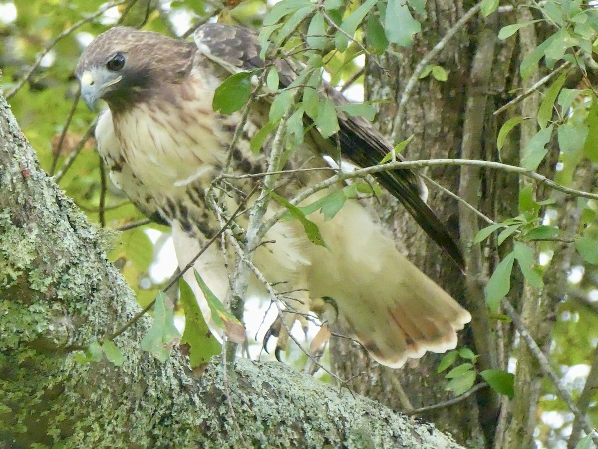 Red-tailed Hawk - ML643097335