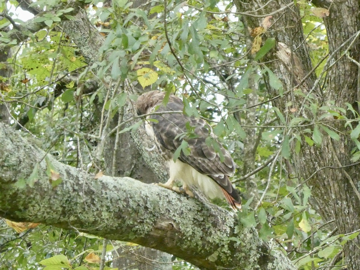 Red-tailed Hawk - ML643097336