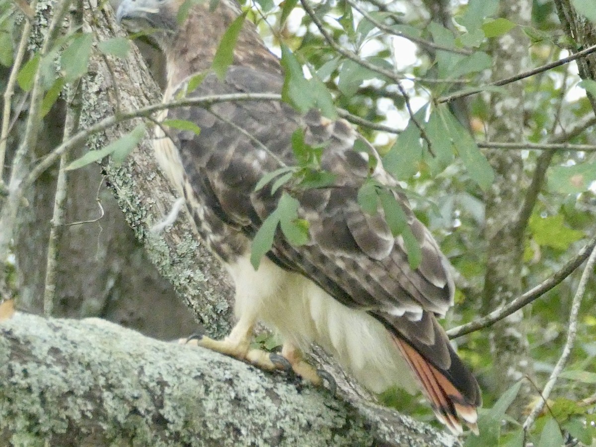 Red-tailed Hawk - ML643097337
