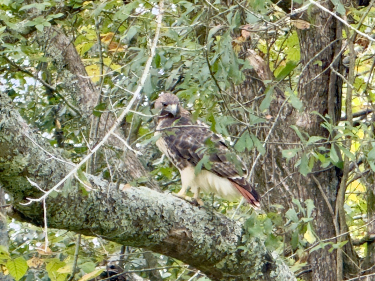 Red-tailed Hawk - ML643097338