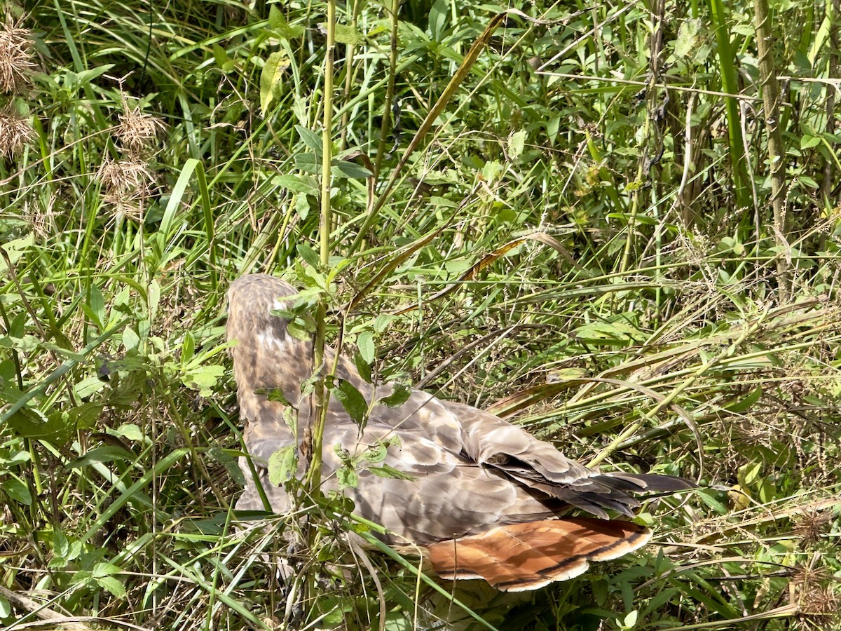 Red-tailed Hawk - ML643097339