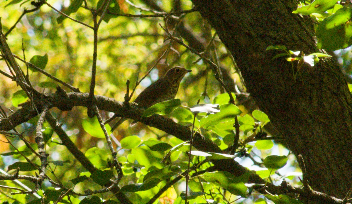 Grive à dos olive - ML643097360