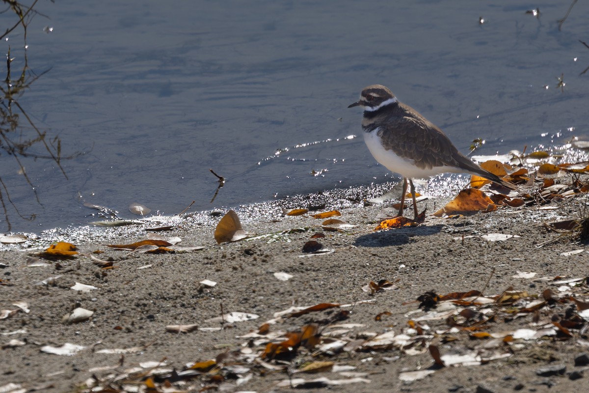 Killdeer - ML643097373
