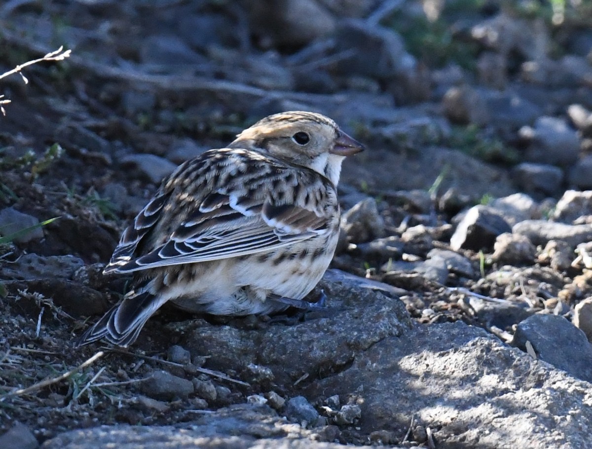 Zigolo della Lapponia - ML643097438