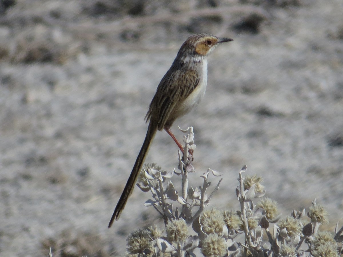 Rufous-eared Warbler - ML643097448