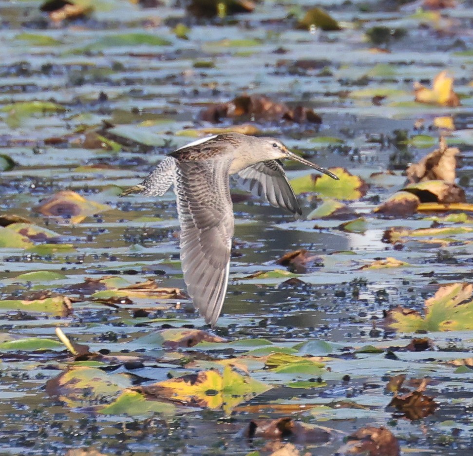 Long-billed Dowitcher - ML643097463