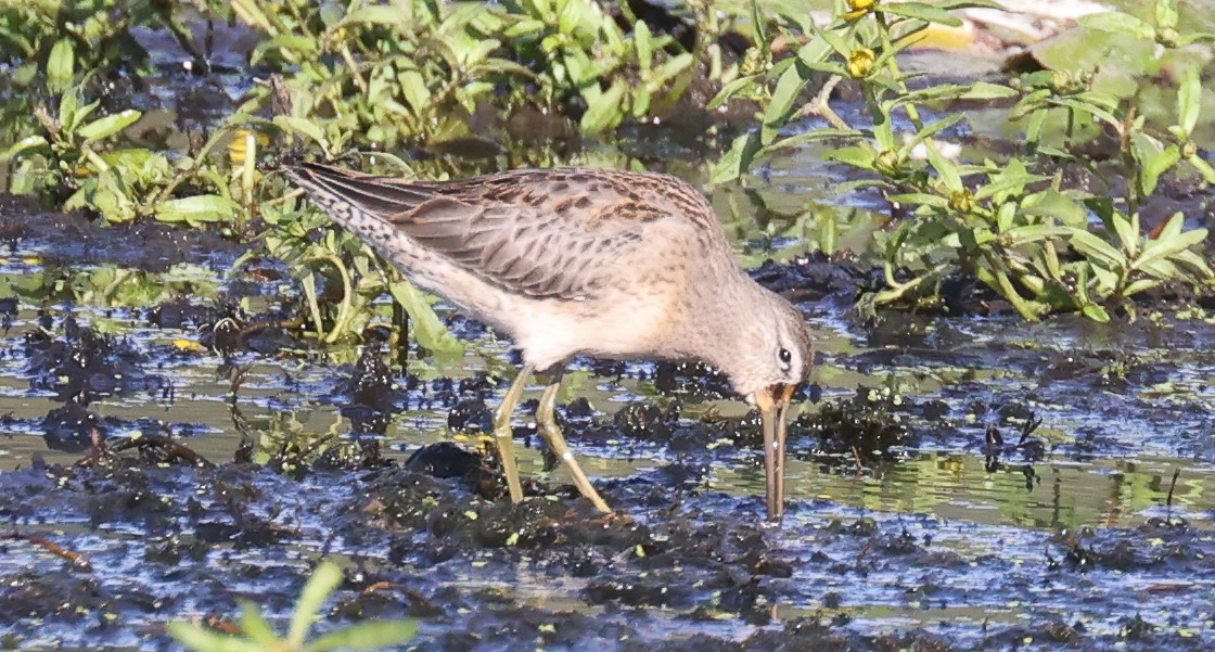 Long-billed Dowitcher - ML643097470
