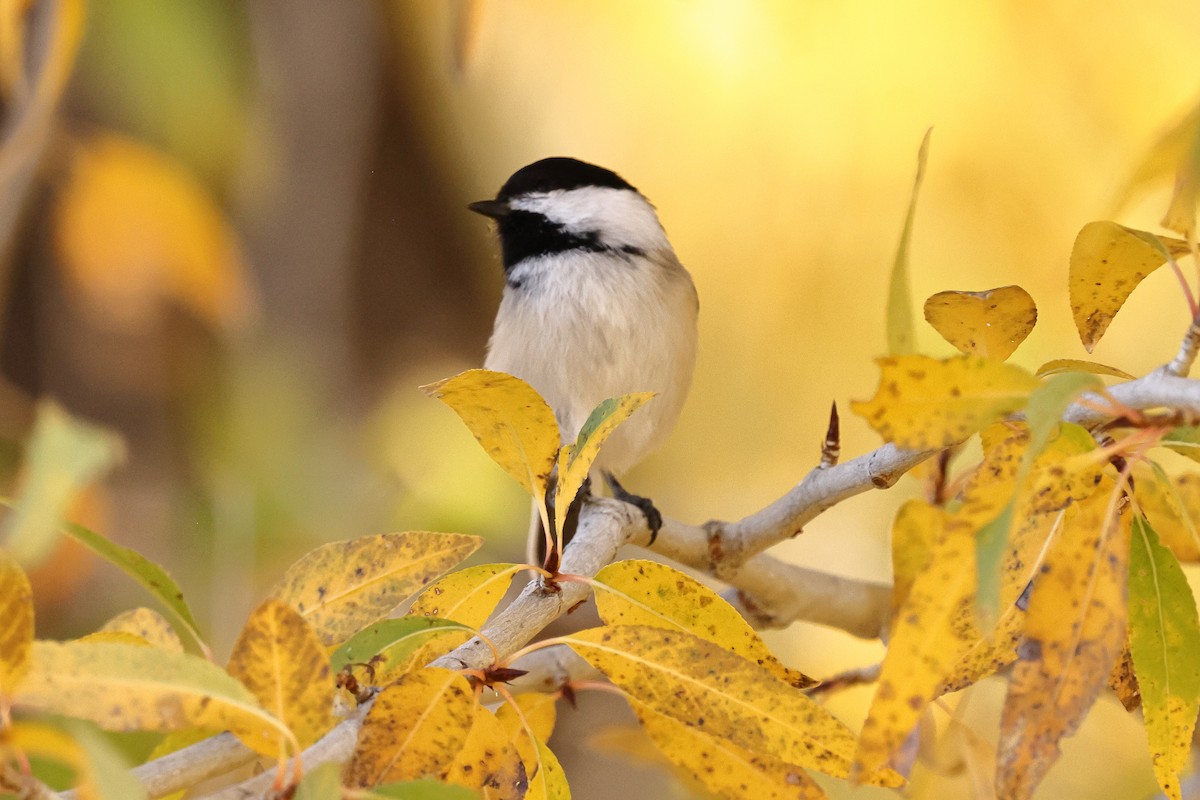 Black-capped Chickadee - ML643097485