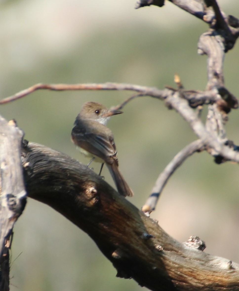 Brown-crested Flycatcher - ML643097487