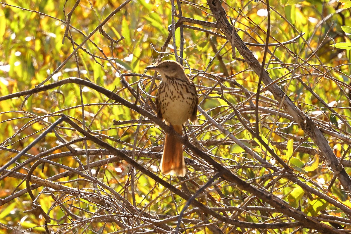 Brown Thrasher - ML643097491