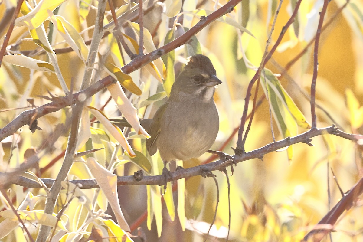 Green-tailed Towhee - ML643097508