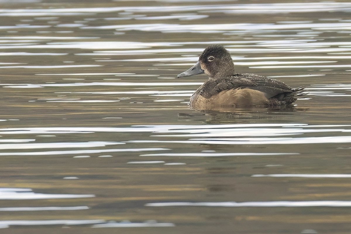 Ring-necked Duck - ML643097509