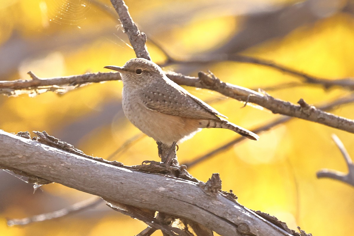 Rock Wren - ML643097522