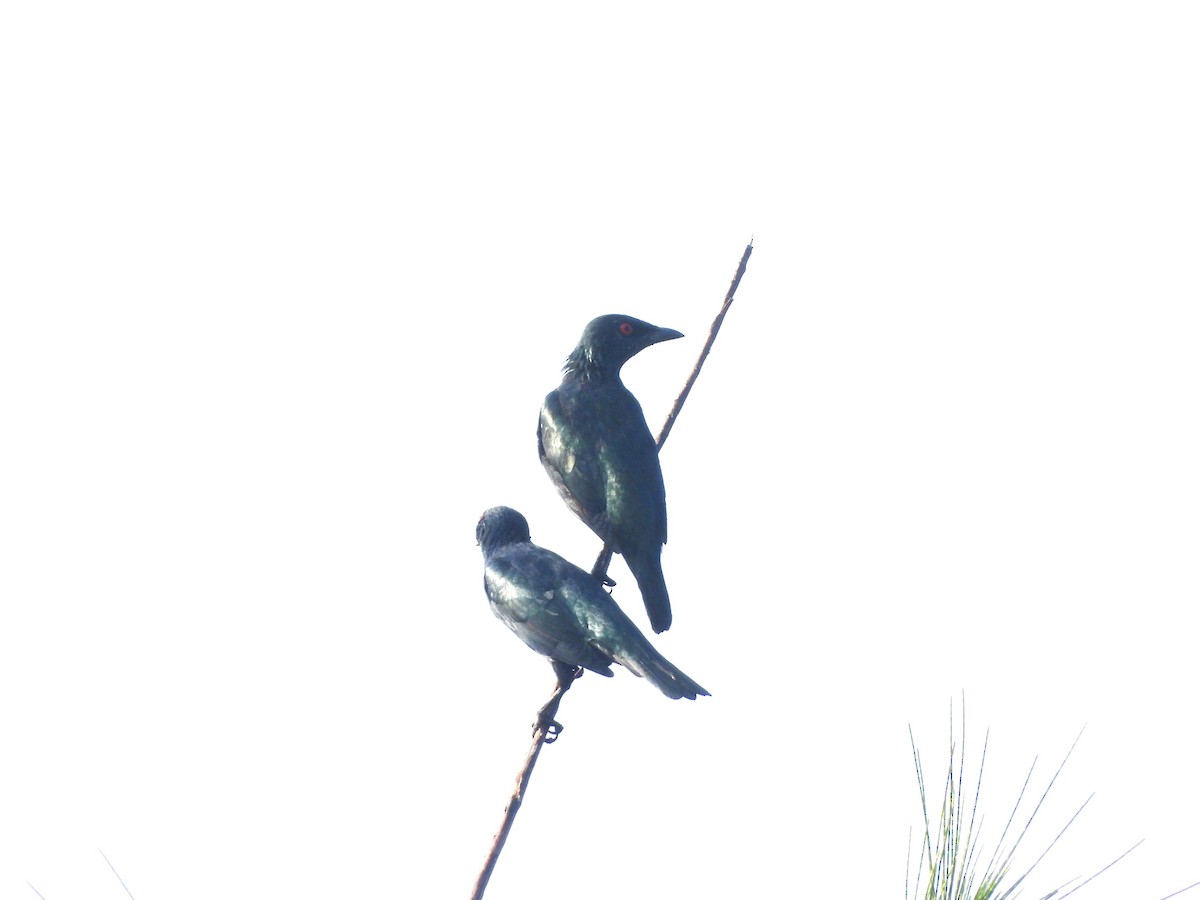 Asian Glossy Starling - ML643097533