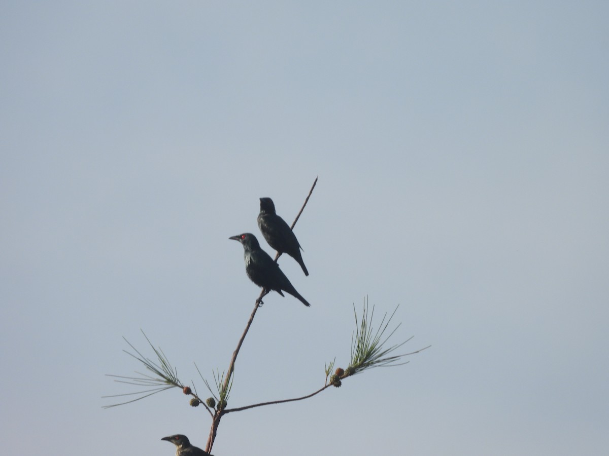 Asian Glossy Starling - ML643097534