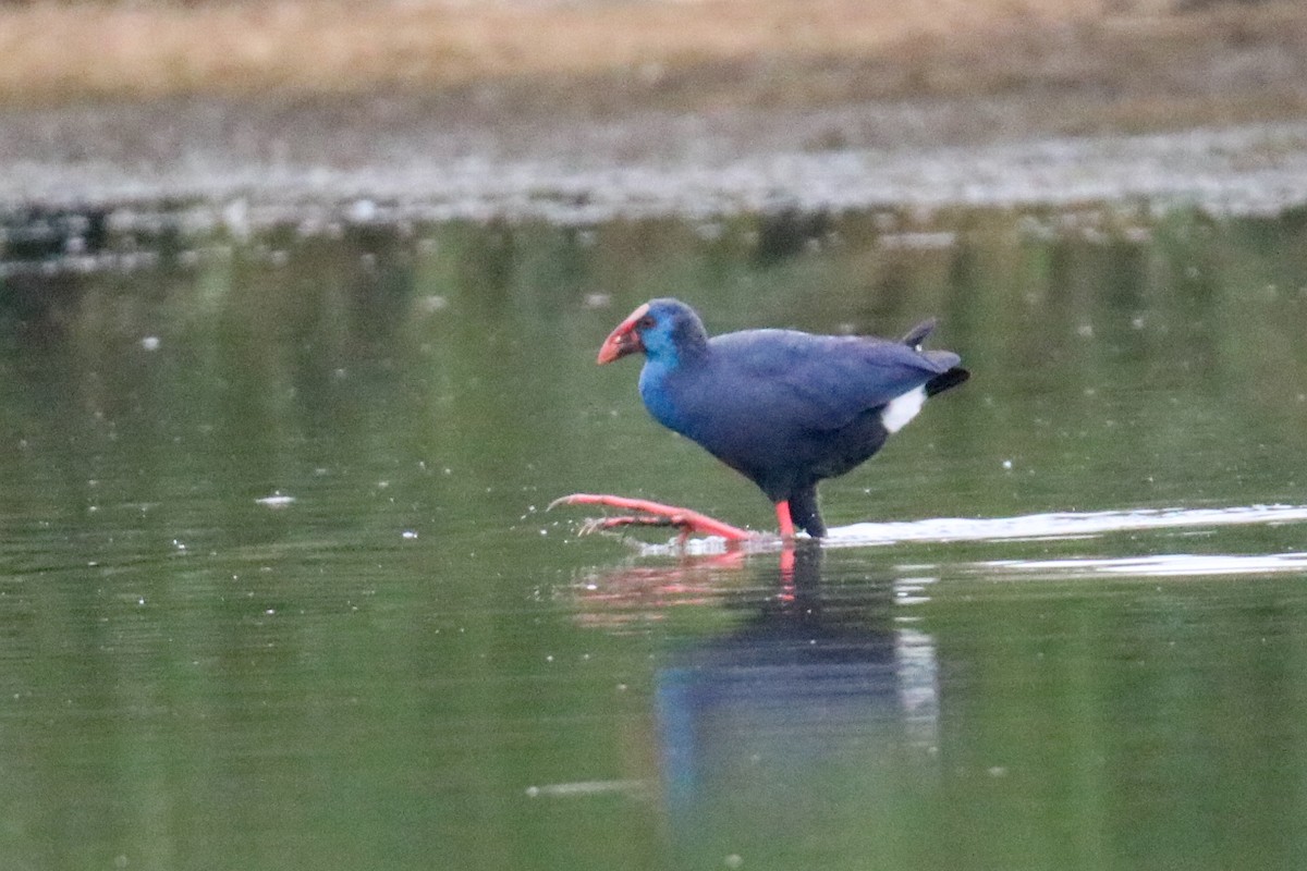 Western Swamphen - ML643097562