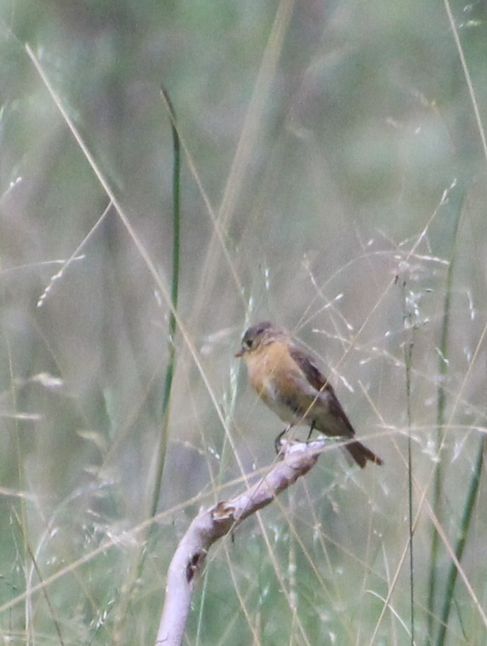 Buff-breasted Flycatcher - ML643097563