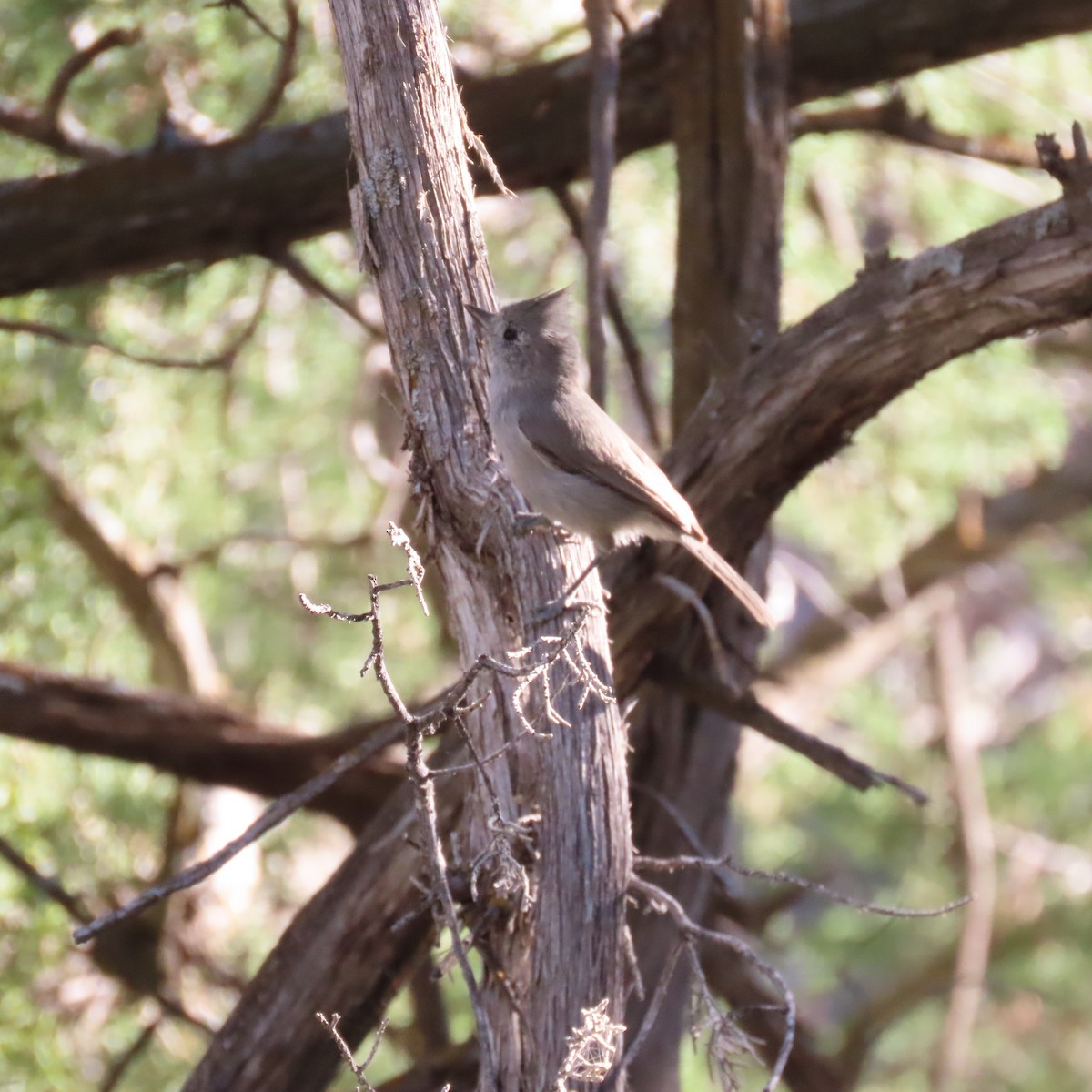 Juniper Titmouse - ML643097580