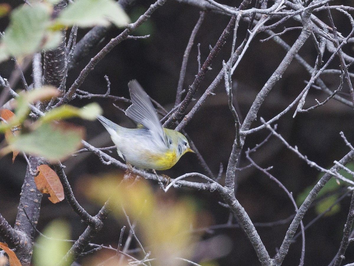 Northern Parula - ML643097600