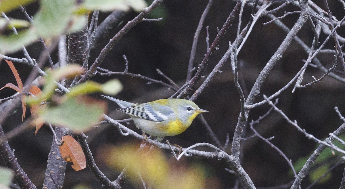 Northern Parula - ML643097608