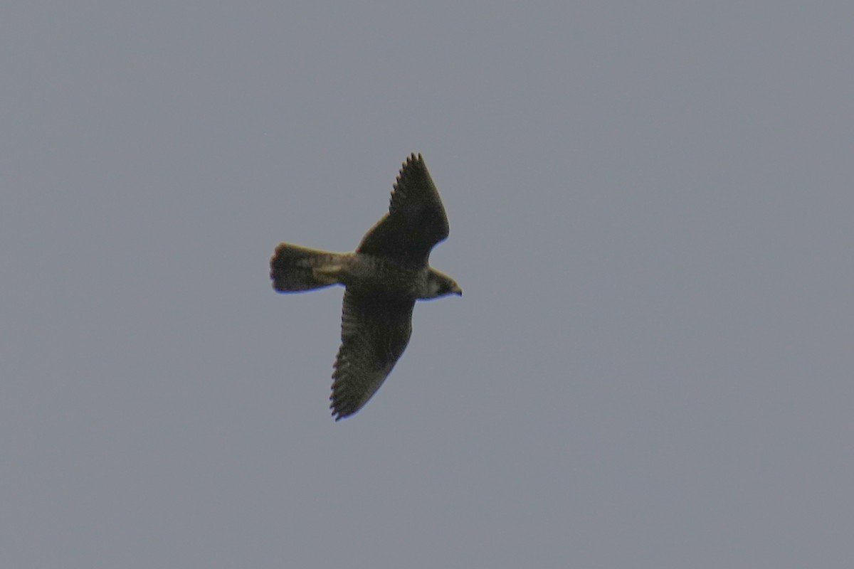 遊隼 - ML643097617