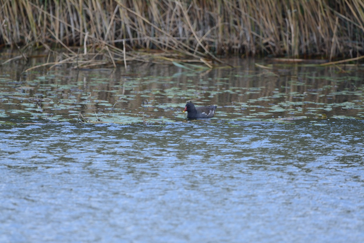 Eurasian Moorhen - ML643097620